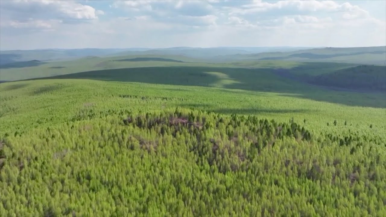 Kína egy harmad magyaroszágnyi területen ültetett fát 10 hónap alatt