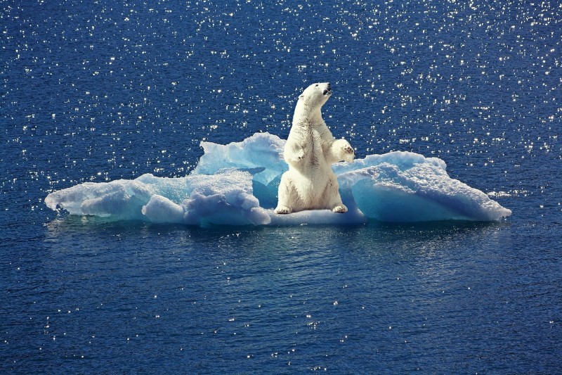 Az előrejelzések szerint a sarkvidéki tengeri jég eltűnik a következő néhány évben
