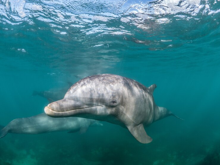 Óriási delfinek új fajait fedezték fel