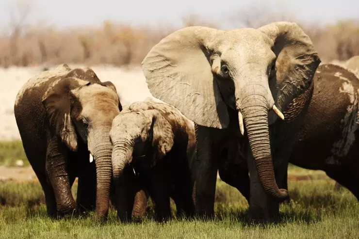 Botswana 20 000 elefánt Németországba „deportálásával” fenyegetőzik