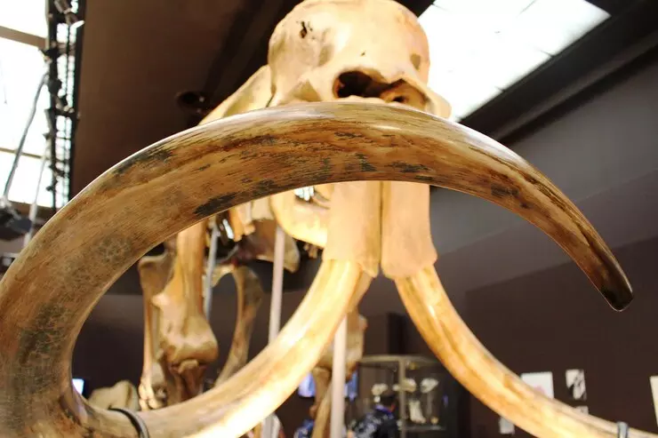 Feltárták a szibériai mamuttemető eredetét
