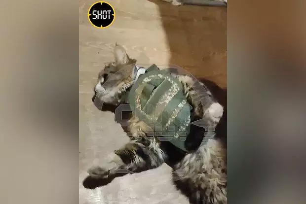 Golyóálló mellényt kapott egy macska, aki katonai személyzettel élt a fronton