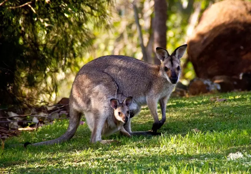 Kenguruk százai rohantak meg egy ausztrál golfpályát